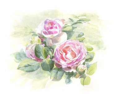 Roses Pierre de Ronsard 2